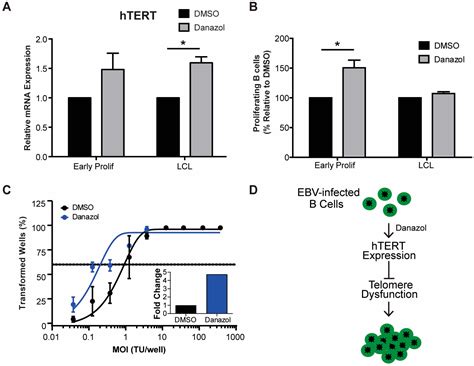Characterization of the EBV-Induced Persistent DNA Damage Response