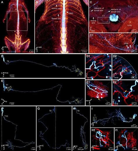 Image result for Alien Science Diagram
