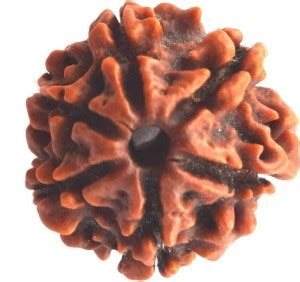 Senroar 6 mukhi rudraksha 21 pcs set Wood Pendant Price in India - Buy ...