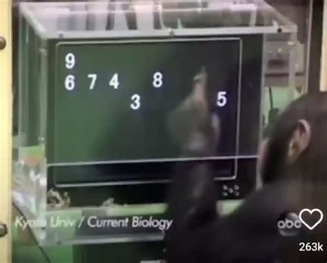 Image result for Chimp vs Python