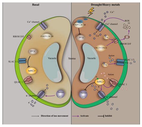 Abscisic-Acid-Regulated Responses to Alleviate Cadmium Toxicity in Plants