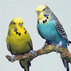 Budgerigar Bird buy in Gurgaon