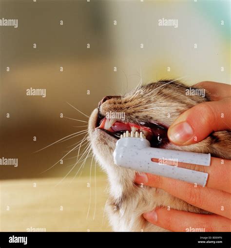 domestic cat tooth cleaning Stock Photo - Alamy