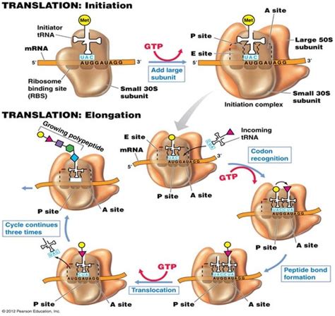 Image result for Translation Genetic Code