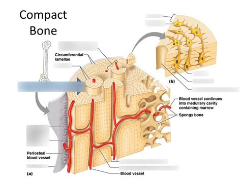 Compact Bone Diagram | Quizlet