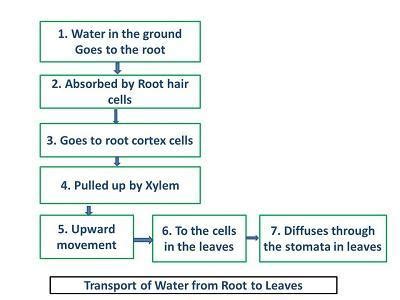 flow chart of transportation in plants class 10 bio - Brainly.in