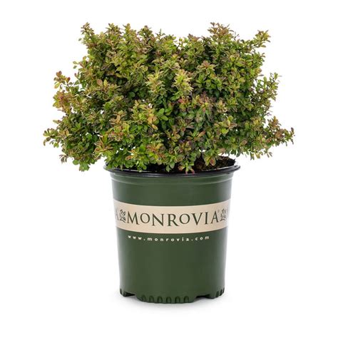 Monrovia 2-Gallon Admiration Barberry (each) Delivery or Pickup Near Me ...