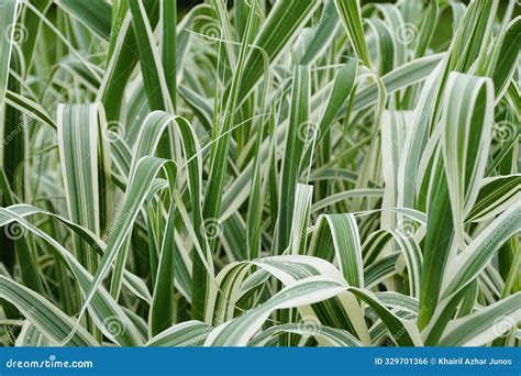 Green and White Variegated Giant Reed Grass, Also Known with Scientific ...