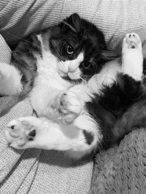 Sad cat diaries…today was a tough day…the human pets loved on me. : r/cats