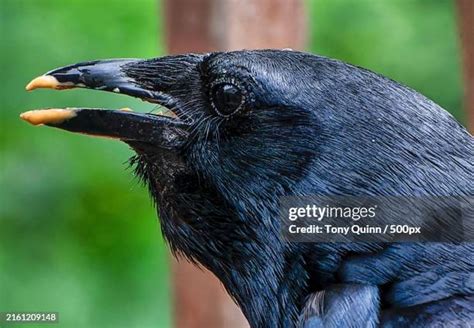 Image result for Crows Using Tools