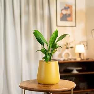 Kyari Peace Lily Live Indoor Plant with Yellow Self Watering Metal Pot ...