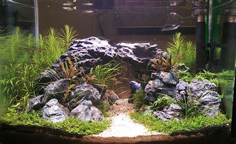 Planted Aquarium Substrate Guide