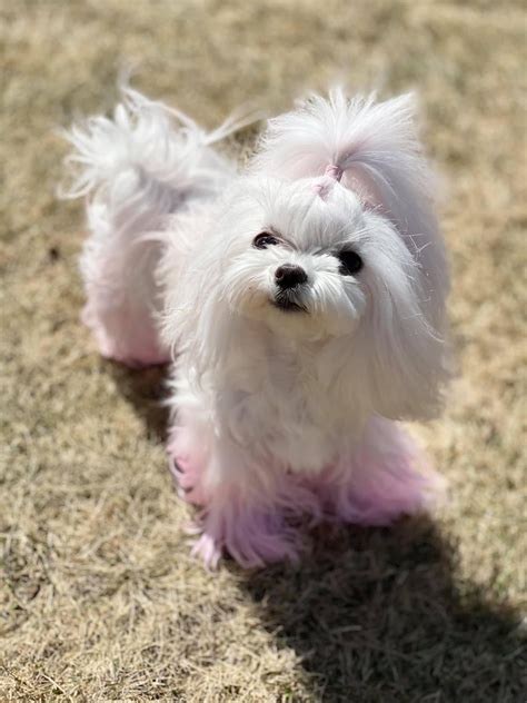 30 best maltese haircuts for dog lovers – Artofit