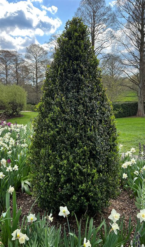Types Of Boxwood Plants