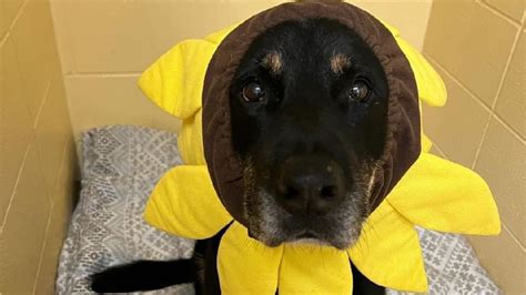 Berkshire Veterinary Hospital Patient Gallery | Vet Clinic In ...