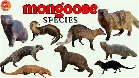 Incredible Types of Mongoose Species Name in English for Kids! # ...