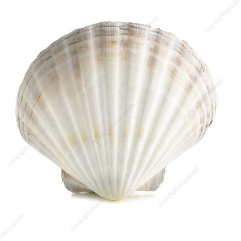 Image result for Scallop Shell Inside