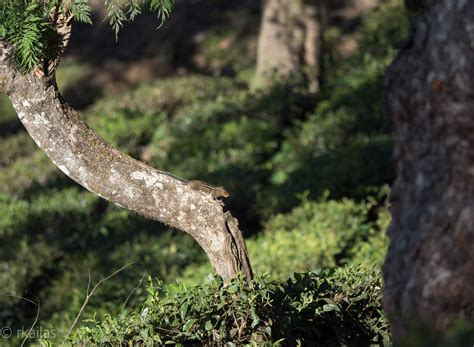Western Ghats: Lion-tailed Macaque, Brown Palm Civet and other endemic ...