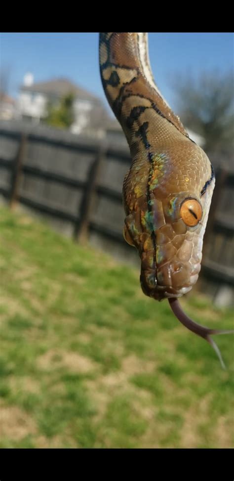 Image result for Super Dwarf Reticulated Python