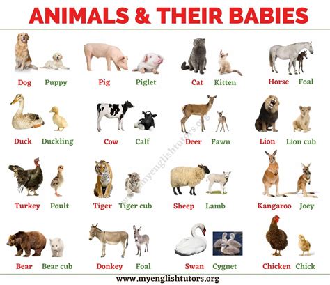 Animal Names For Human Babies at Michael Berryhill blog