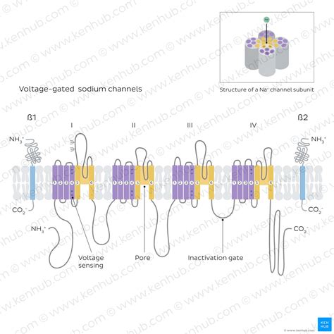 Voltage-gated ion channels: Structure, types and function | Kenhub