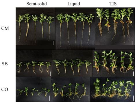 Temporary Immersion Bioreactor System as an Efficient Method for Mass ...