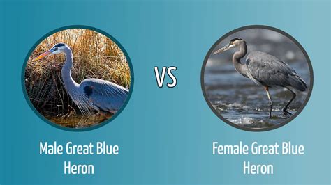 Great Blue Heron Male vs. Female: How to Tell the Difference - Optics Mag