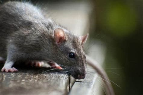 潮州老鼠越来越多?市疾控中心:老鼠活跃 数量增加