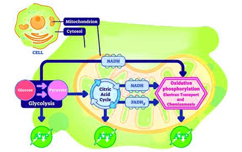 Important Diagrams: Respiration in Plants - Biology Class 11 - NEET PDF ...