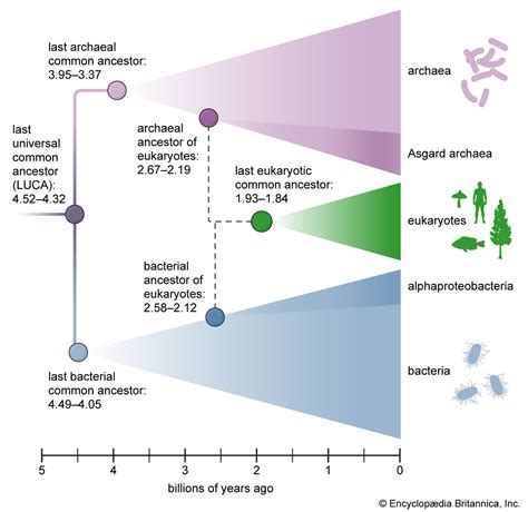 Unlocking The Secrets Of Our Last Known Universal Common Ancestor