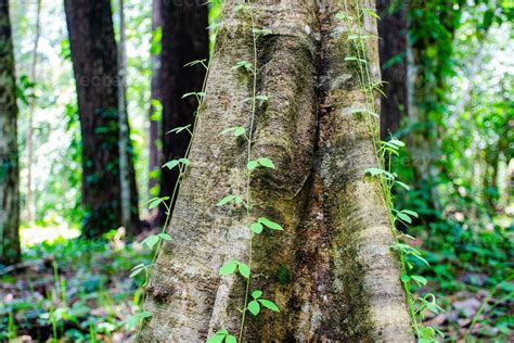 Rainforest Tree Types 的图像结果