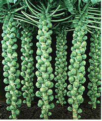 Brüksel Lahanası Yetiştiriciliği