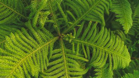 Norfolk Island Pine 101: Indoor Care Tips for a Happy Tree - Blog ...