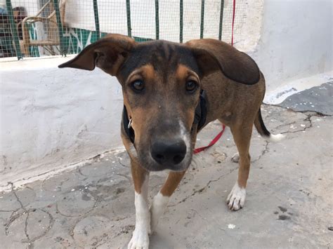 Adoption de Ferb (maria): Moyen chien chien croisé moyen, région ...