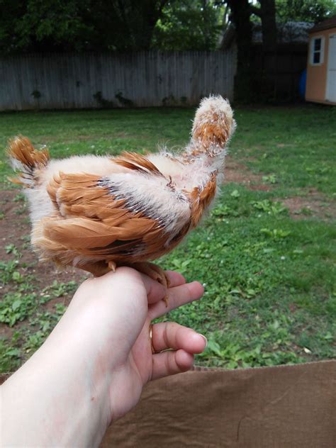 4 week old chicks, Mixed breeds? | BackYard Chickens - Learn How to ...