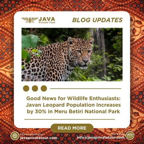 Good News for Wildlife Enthusiasts: Javan Leopard Population Increases by 30% in Meru Betiri ...
