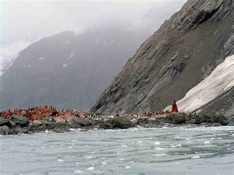 Antarctica Cruise: Visiting Elephant Island on Zodiacs