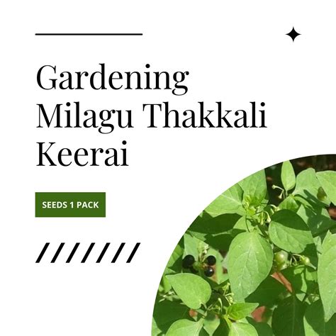 Gardening Milagu Thakkali Keerai Seeds 1 Pack – biobloomsshop
