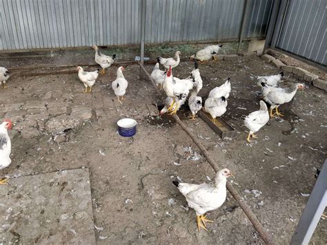 Ultimate Guide to Chicken Coop Flooring