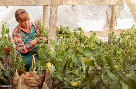 Organic Farming Mid Age Farmer Works At Pepper Plants In Greenhouse ...