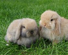 Image result for Mini Lop Bunny Names