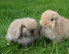 Image result for American Mini Lop