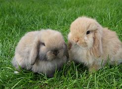 Image result for Types of Lop Rabbits