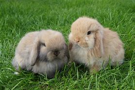 Image result for Baby Kit Mini Lop