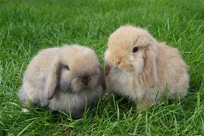 Image result for Mini Lop Fly Strike