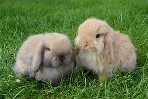 Image result for Grey Baby Mini Lop Bunnies