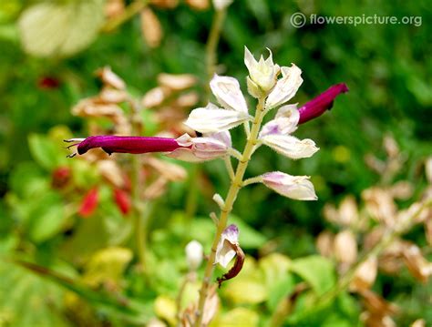 Violet scarlet sage | Salvia splendens Violacea