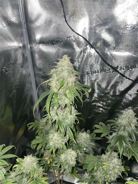 Image result for Alien vs Triangle Strain