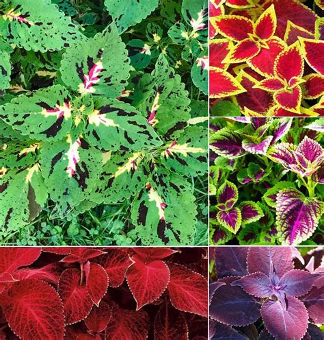 Amazon.com : Rare Mixed Coleus Flowers Seeds Rainbow Coleus Wizard ...