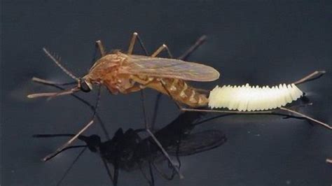 深度剖析蚊子微结构 | 肉眼如何分辨蚊子公母？ - 哔哩哔哩